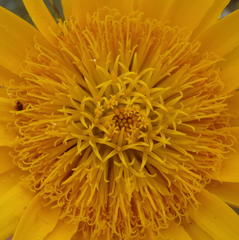 Berkheya angustifolia