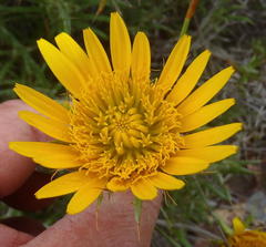 Berkheya angustifolia