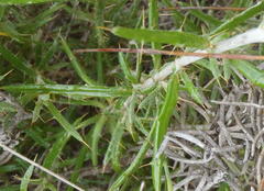 Berkheya angustifolia