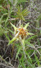 Berkheya angustifolia