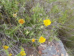 Berkheya angustifolia