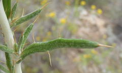Berkheya angustifolia