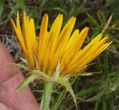 Berkheya angustifolia