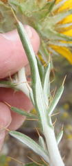 Berkheya angustifolia