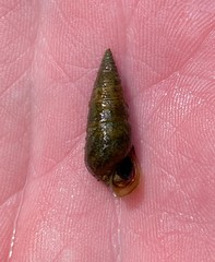 Pleurocera attenuata