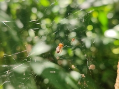 Parasteatoda celsabdomina