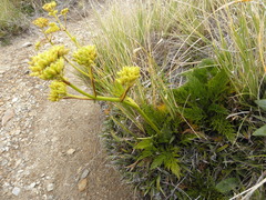 Aciphylla dissecta