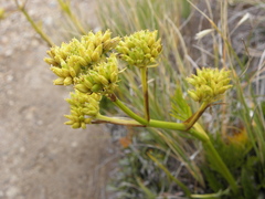 Aciphylla dissecta