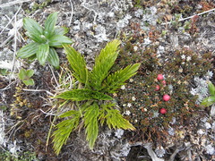 Aciphylla dissecta