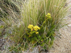 Aciphylla dissecta