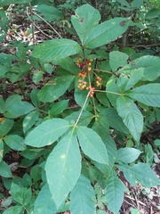 Allophylus racemosus