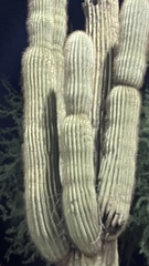 Carnegiea gigantea