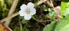 Geranium wilfordii