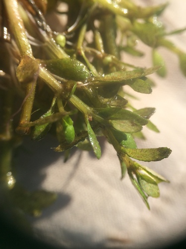 Image of Elatine americana by no rights reserved