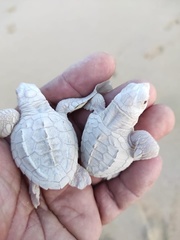 ヒメウミガメ