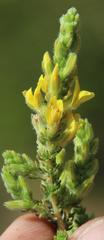 Aspalathus ericifolia ericifolia