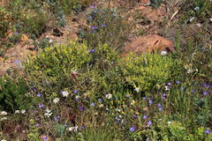 Aspalathus ericifolia ericifolia