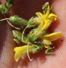 Aspalathus ericifolia ericifolia