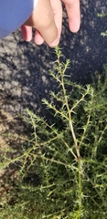 Salsola