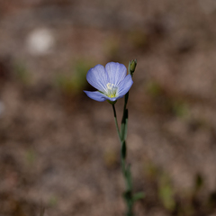 Linum marginale