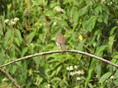 Turdus ignobilis