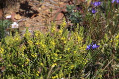 Aspalathus ericifolia ericifolia