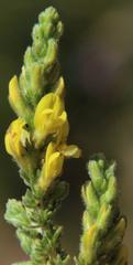 Aspalathus ericifolia ericifolia