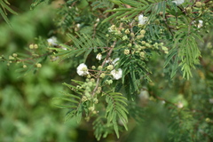 Acaciella