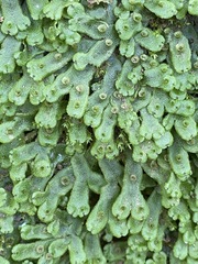 Marchantia inflexa
