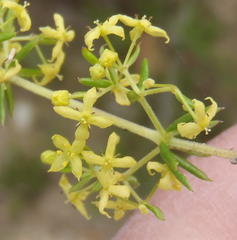 Galium capense capense