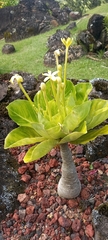 Brighamia insignis