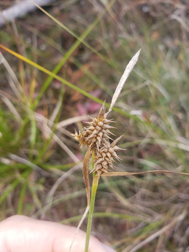 Image of Carex cryptolepis by (c) Diane Auberson-Lavoie, some rights reserved (CC BY)