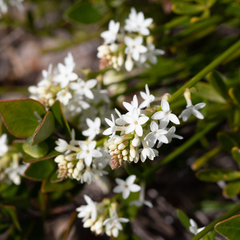 Stackhousia spathulata