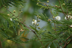 Acaciella