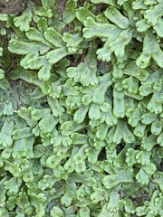 Marchantia inflexa