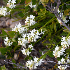 Stackhousia spathulata