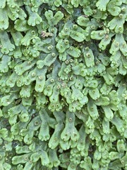 Marchantia inflexa