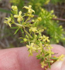 Galium capense capense