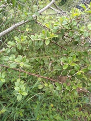 Barleria buxifolia