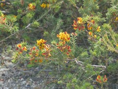 Pultenaea tenuifolia