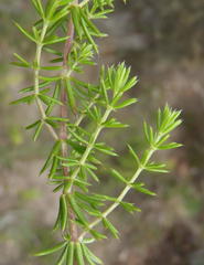 Galium capense capense