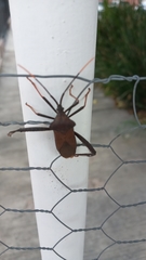 Acanthocephala thomasi