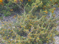 Pultenaea tenuifolia