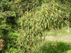 Croton magdalenensis