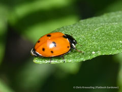 Hippodamia variegata