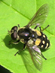 Sericomyia lata
