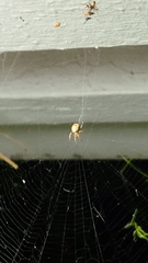 Araneinae