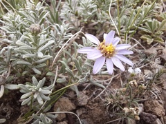 Asterothamnus heteropappoides