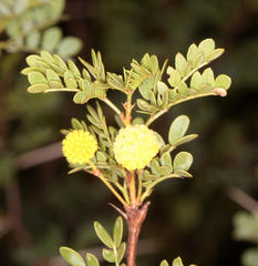 Vachellia exuvialis