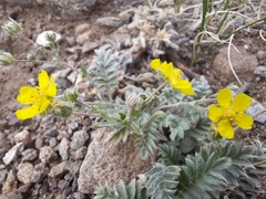 Potentilla astragalifolia